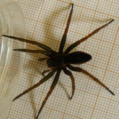 Dolomedes fimbriatus